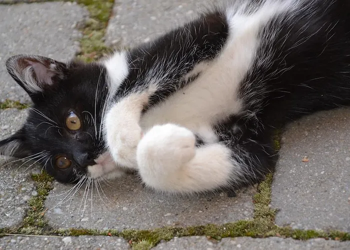 Apartment Bauernhof Unterkrug Gnesau