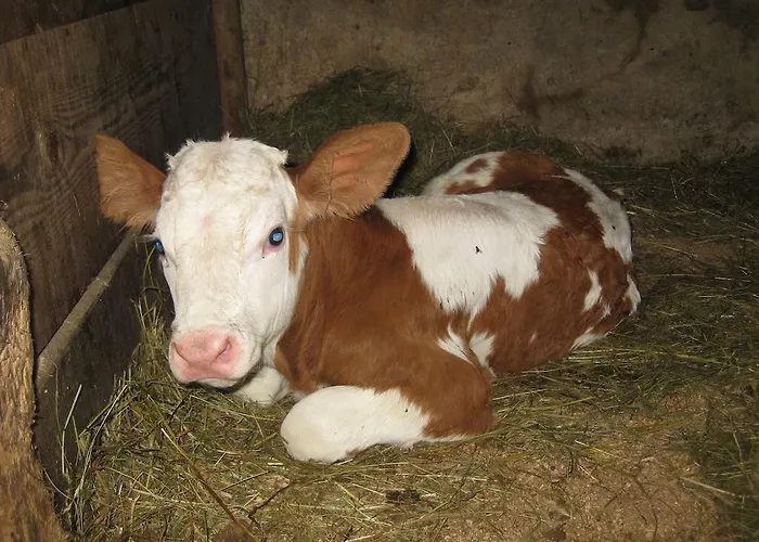 Apartment Bauernhof Unterkrug *